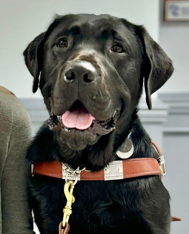 Guide dog Frank, black labrador, sits up tall for team portrait (partner off camera)