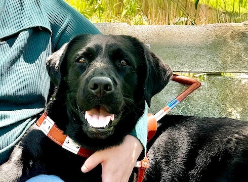 Black Lab guide dog Tinsel closeup