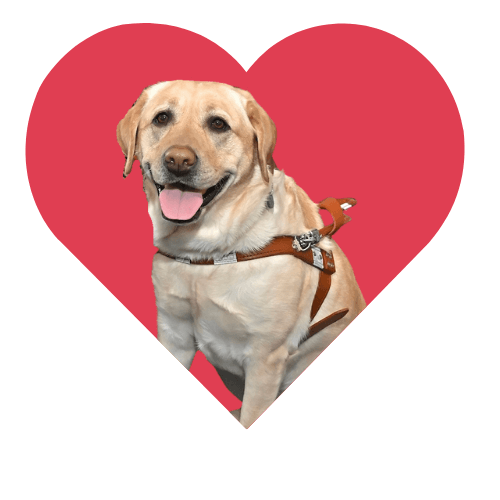 A yellow guide dog in harness with a happy smile and tongue out sitting inside a big a red heart