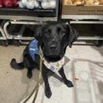 Pup Cliff wears his Future Guide Dog vest as he sits in front of a display of onions in the produce section