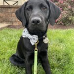 Pup on program Cliff sits in a grassy area near pink azaleas and a building wearing a gray print bow tie