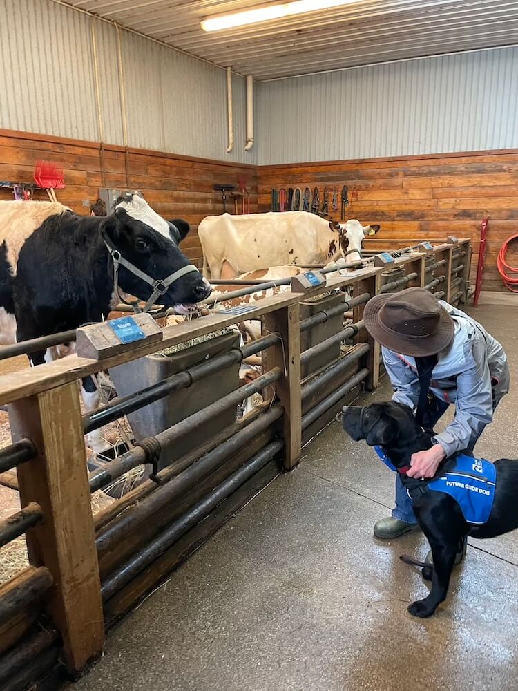 Pup Frank, in Future Guide Dog vest, meets some cows in a display with his raiser