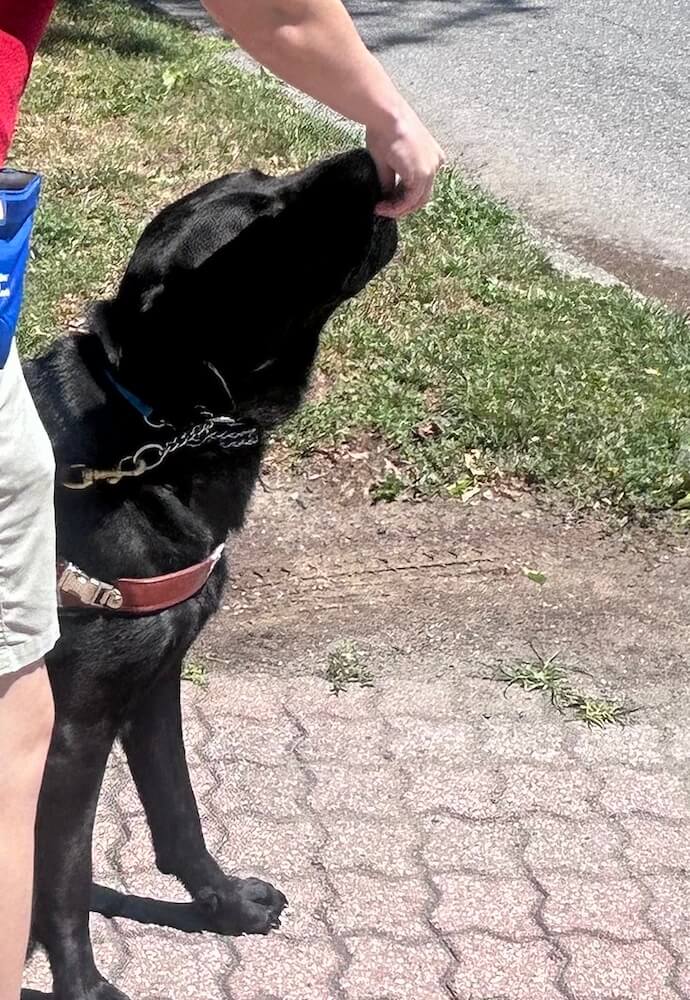 A food reward for good work comes to black Lab guide dog Frank (handler off camera)