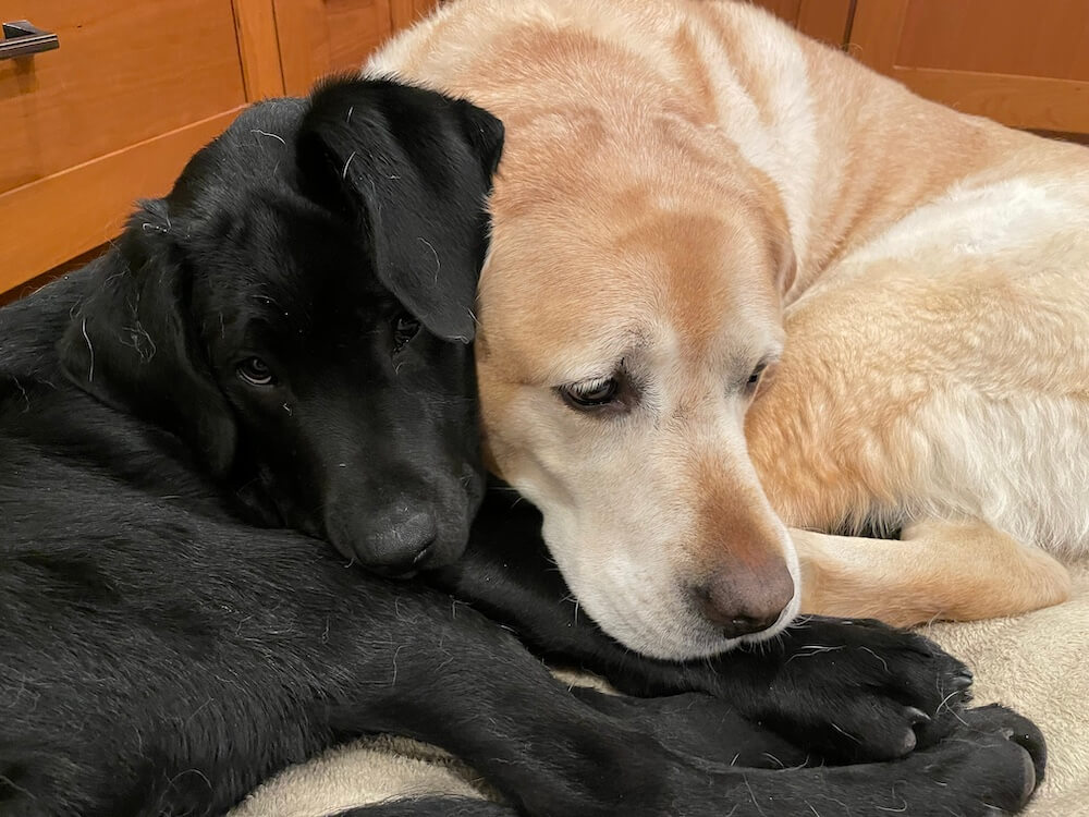 Black pup Frank cuddles up to an older yellow lab