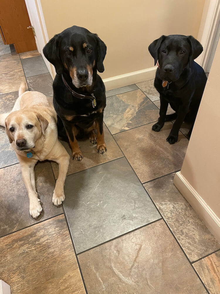 Black pup Frank peeks around the corner inside a home with the family's older yellow and an older black and tan coonhound