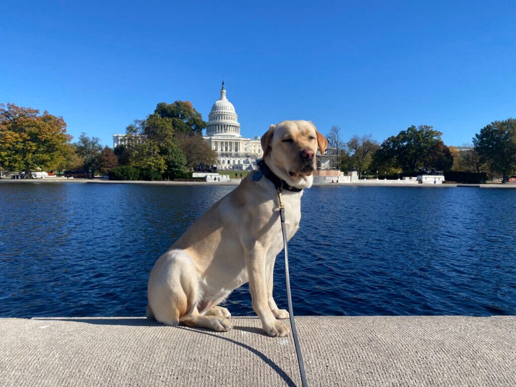 Gait sits at the side of the reflecting pool in DC near the Capitol