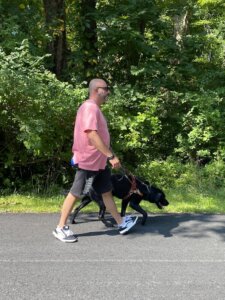 Guide dog Quantum leads handler Anthony along a tree lined street without sidewalks