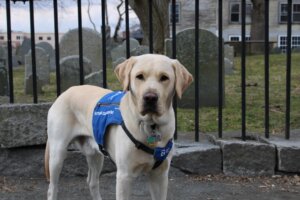 Olmstead looks straight at the camera wearing a Future Guide dog vest