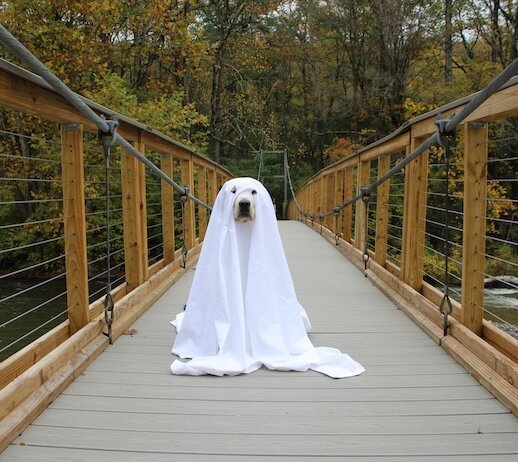 On a long foot bridge in the woods Olmstead in a white sheet with eyeholes posing as a ghost