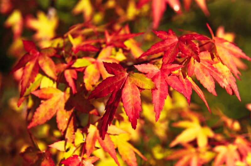 pile of autumn leaves in bright reds and golds