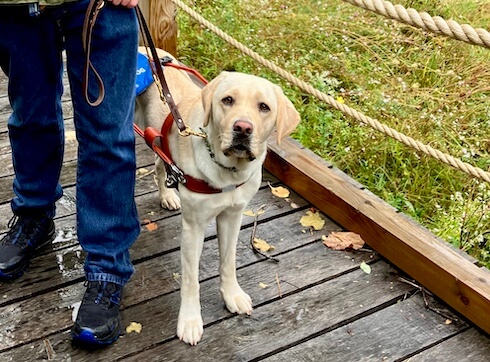 Yellow guide dog Parfait stands on wooden bridge over grass