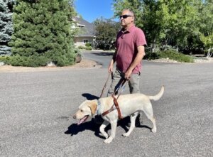 A yellow guide dog in harness walks with a male handler down sunny street