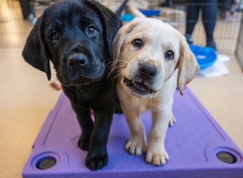 Two Guiding Eyes puppies, a black Labrador and a yellow Labrador, standing close together on a purple platform, gazing curiously at the camera with adorable, expressive eyes.