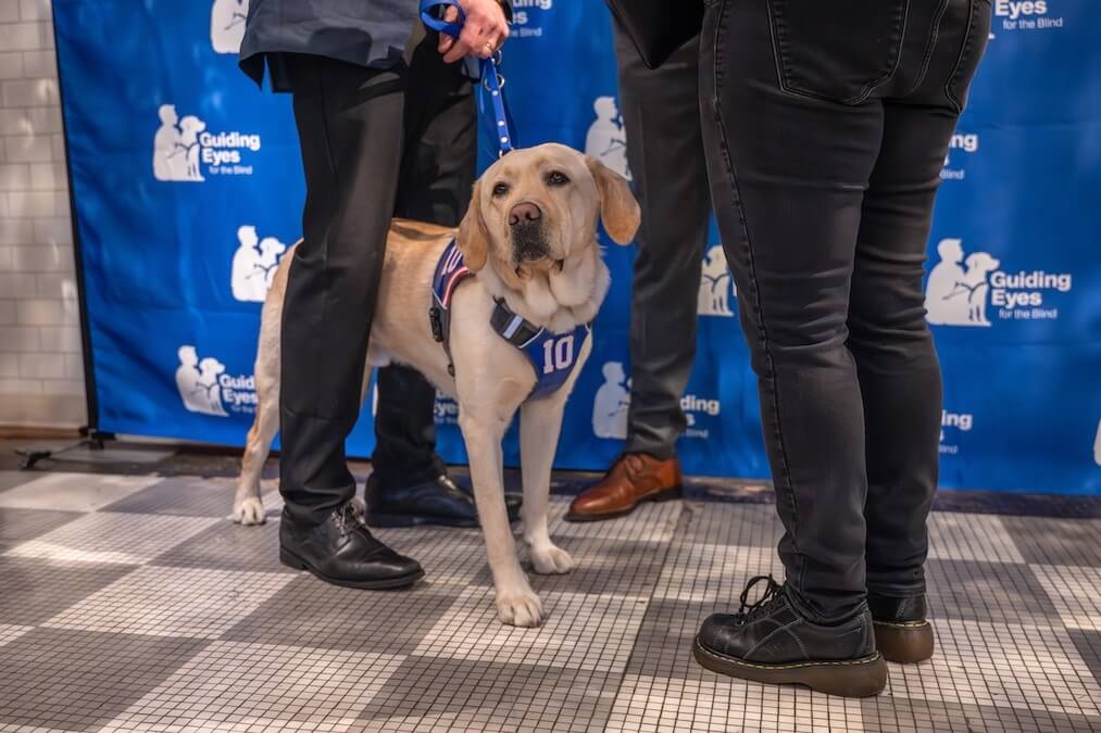 Guide dog Ten in his harness in the colors of Giants football shown amongst human legs