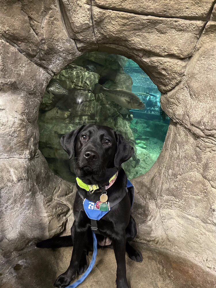 Black Lab pup Josie sits in front of a round window through rock looking into an aquarium with fish