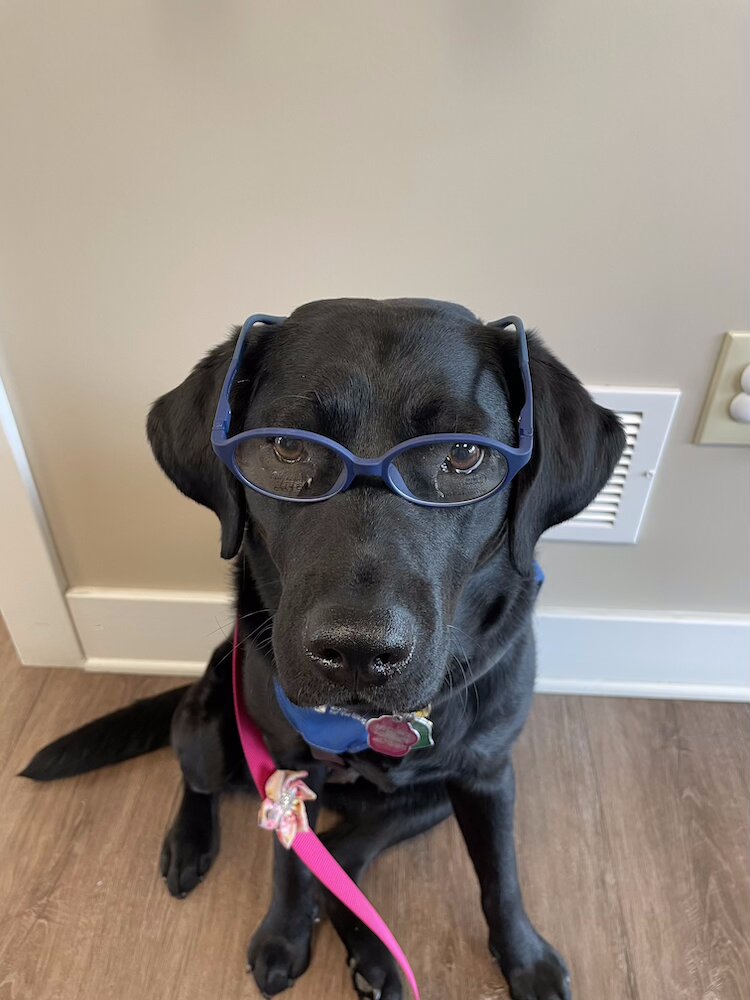 Future Guide Dog Josie looks studious sitting indoors wearing blue glasses 