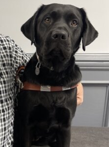 black Lab guide dog Fiat sits in harness for his portrait