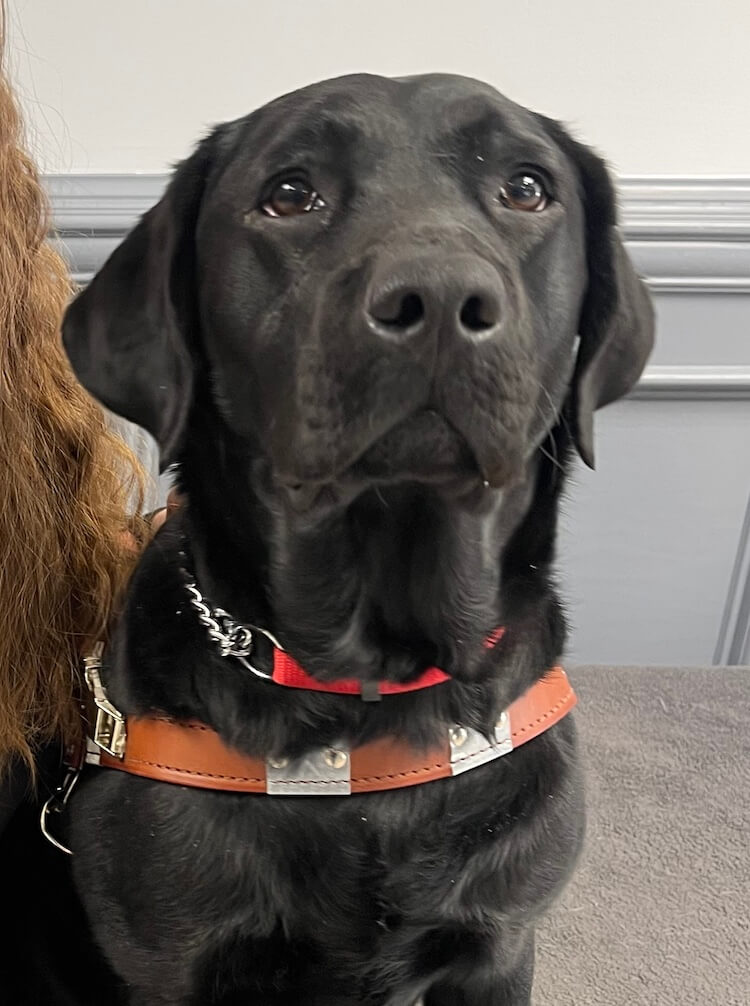 Black Lab Josie sits proudly in her guide dog harness for her portrait.