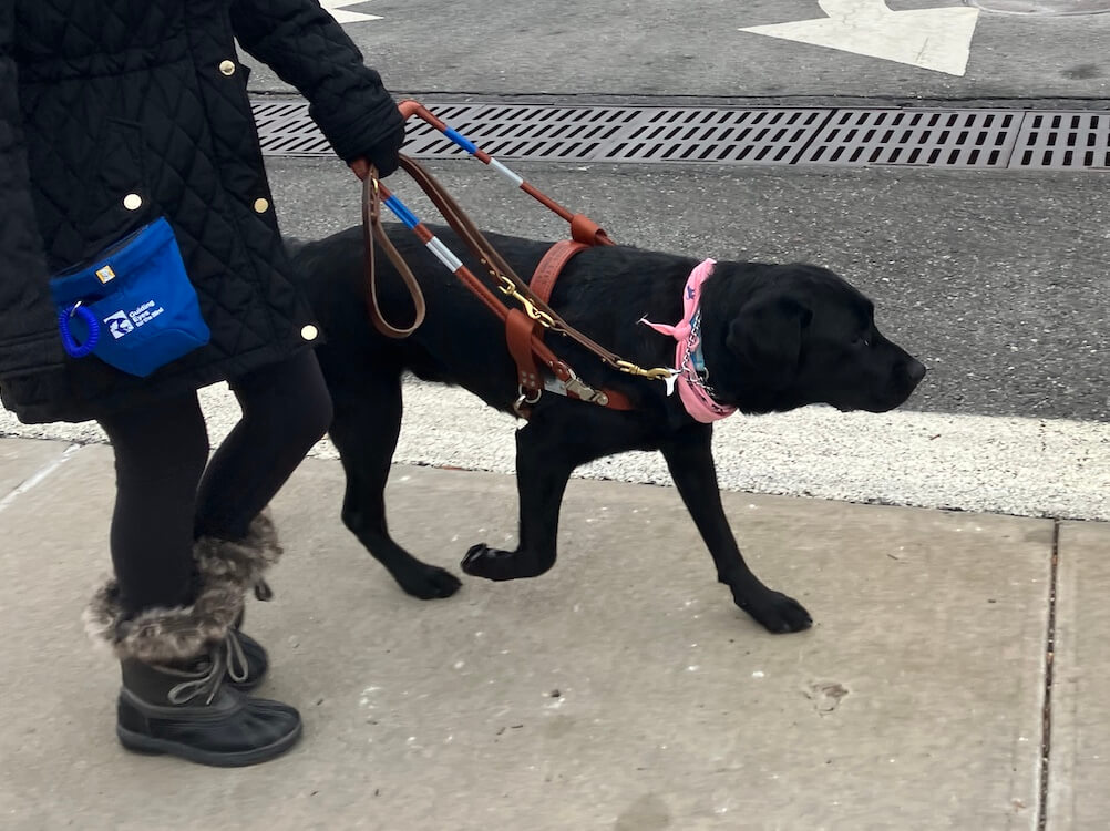 Guide Quarter walks purposefully on a sidewalk while her handler's winter boots can be seen on Quarter's right side