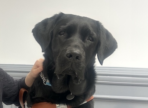 Black Lab guide dog Quarter sits indoors for his portrait (handler out of frame)