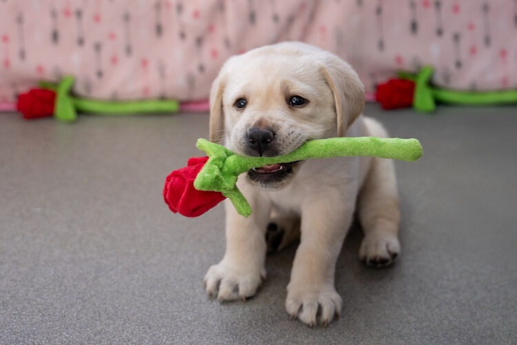 Infinity, a yellow Lab puppy sitting proudly with a plush rose in its mouth with a pink blanket backdrop and other roses in the background