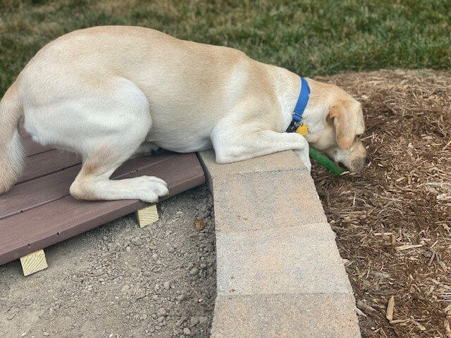 Yellow pup Queen hunches down on a wood platform to look over stone edging