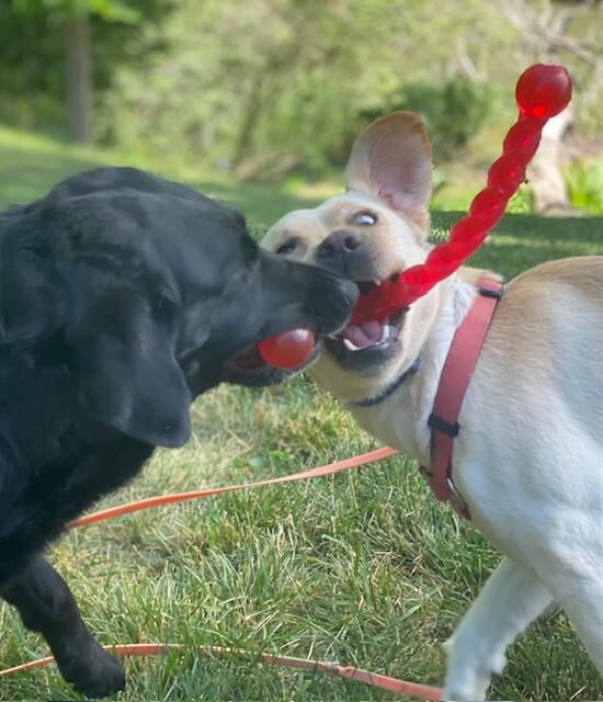 Yellow Lab Queen plays with a black Lab as they both try to possess a red chewy rope toy