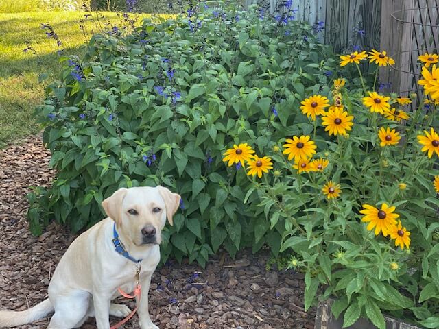 Yellow pup Queen sits among the mulch next to tall thick flowers