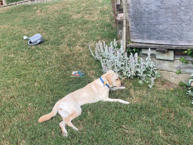 Yellow pup Queen rests on the grass near a shed, gardening gloves and watering can