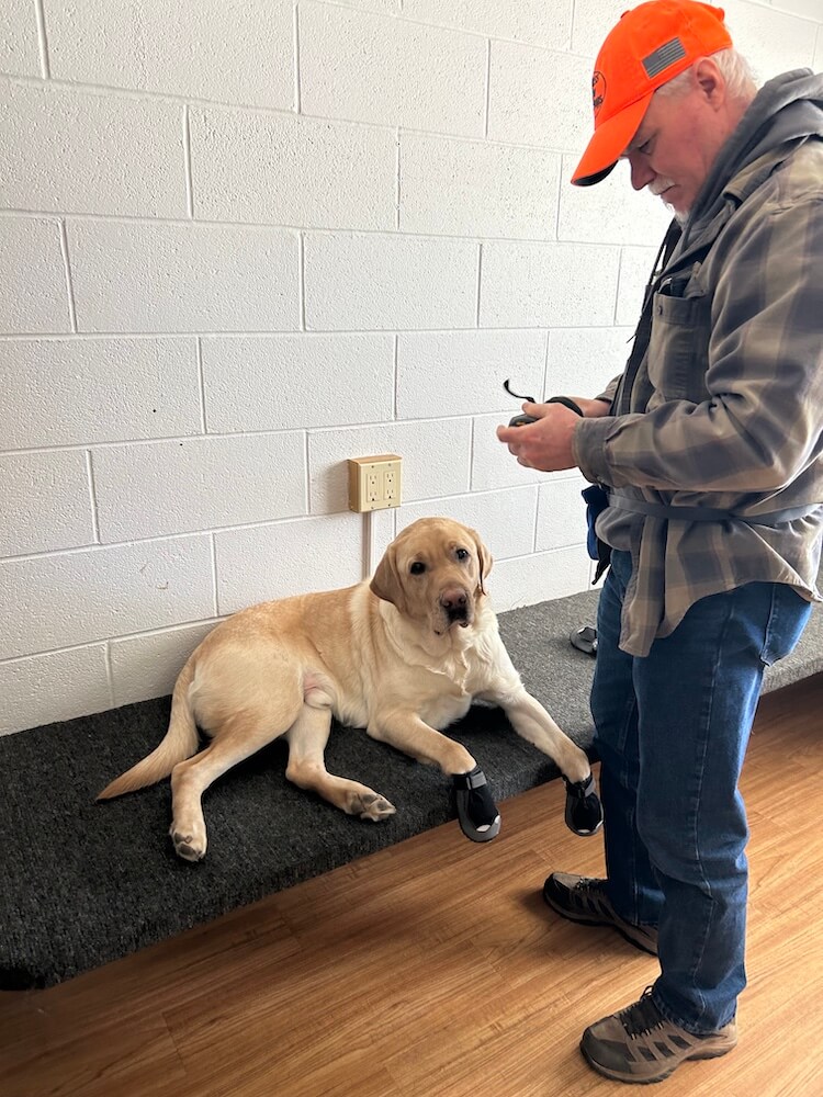 Guide Nashvillle lies calming on the grooming bench as handler Lee in a bright orange cap prepares Nashville's booties