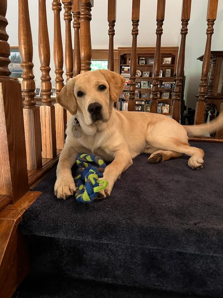 Yellow puppy Nashville settles into the carpet of a stair landing with a braided toy