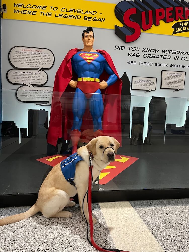 Pup Nashville in his own superhero Future Guide Dog vest sits in front of a life size Superman