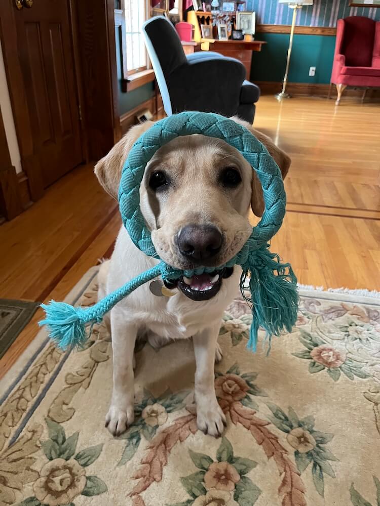 Yellow pup Nashville looks at camera with a silly expression holding round braided ring that encircles his face