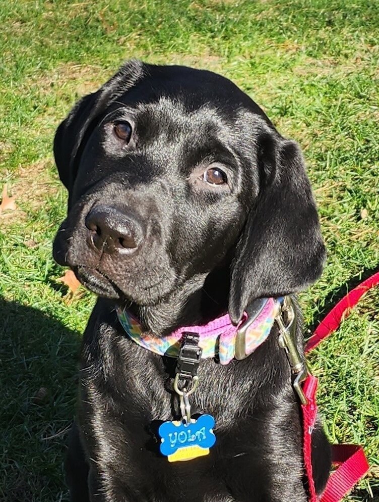 Puppy Yola looks to the camera with a head tilt from a sunny spot of grass