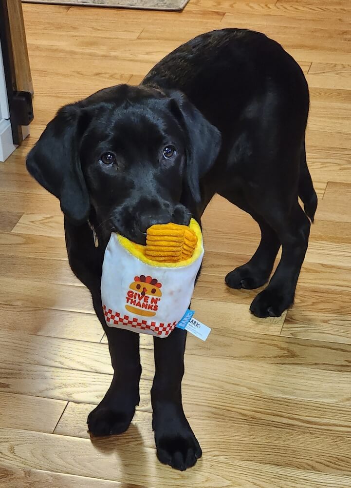 Pup Yola carries her toy package of french fries