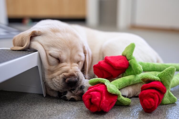 yellow puppy fast asleep next to 3 plush roses with his face scrunched up against the leg of a platform