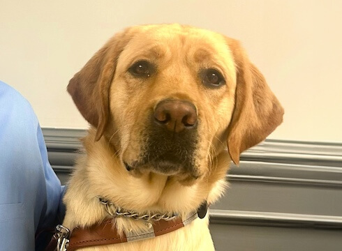 Yellow Lab guide dog Quebec sits in harness looking straight ahead