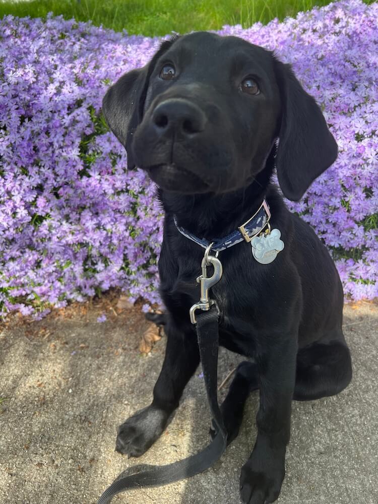 Black puppy Cliff sits on a concrete sidewalk looking up, in front of a thick patch of small purple blossoms