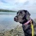 Pup on Program Yola looks out to the distance by a blue body of water